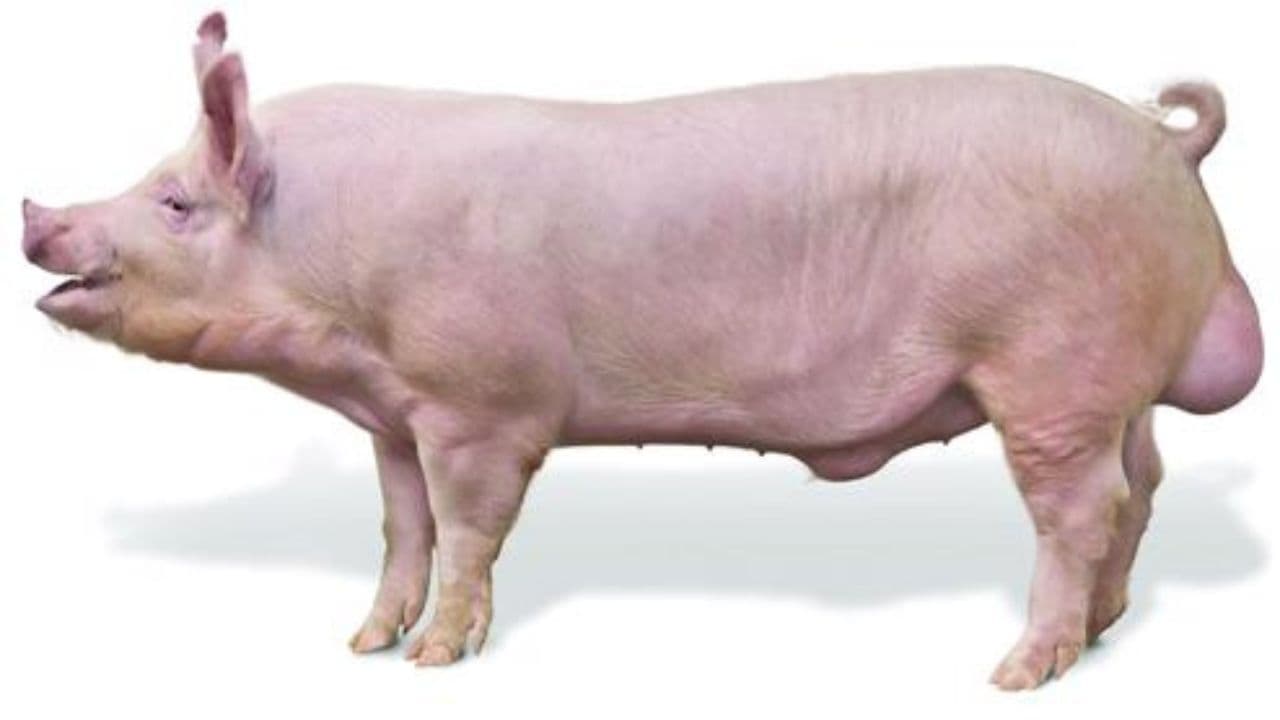 Large White Yorkshire