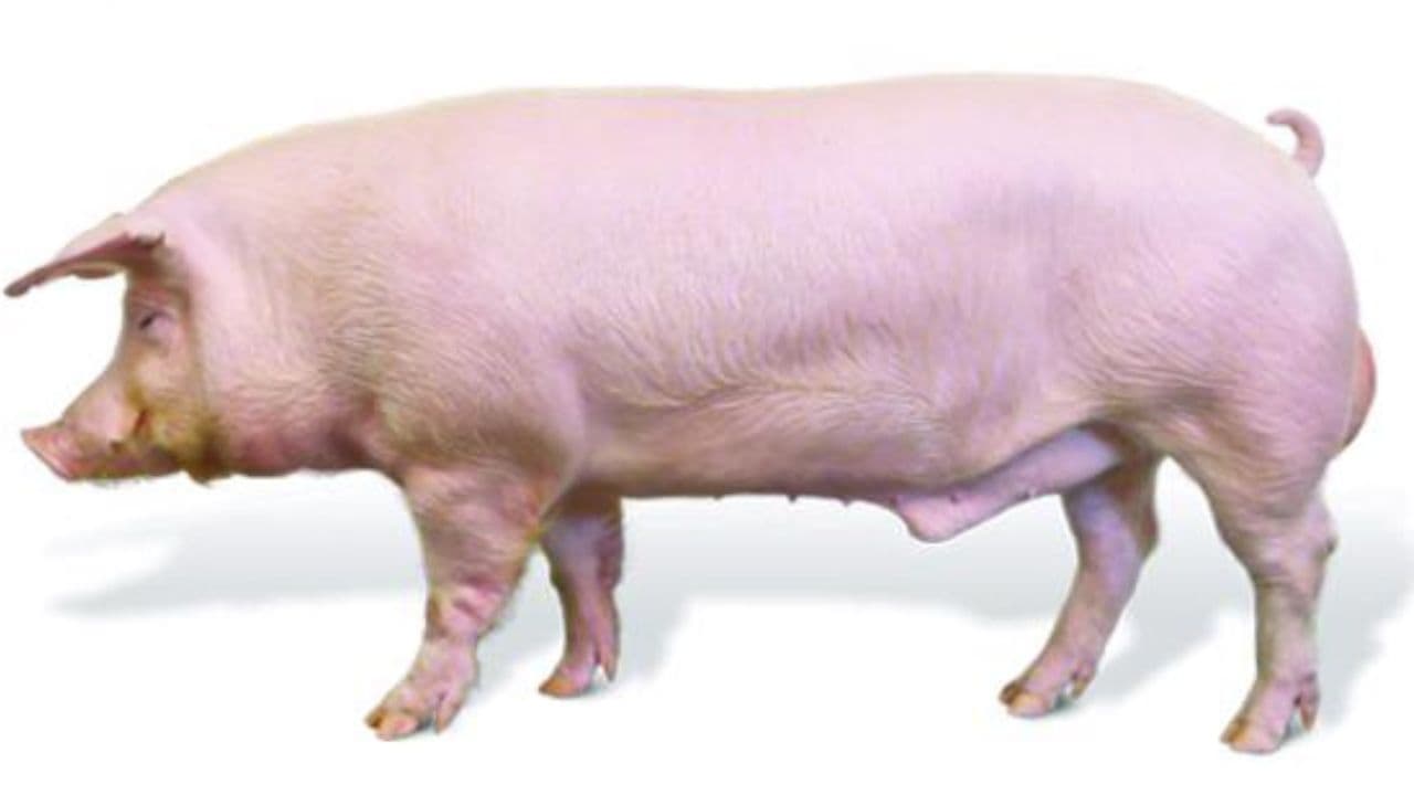 Landrace